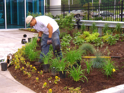 Carmax Plantings