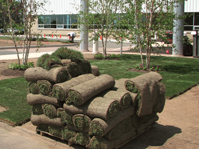 Sod Rolls