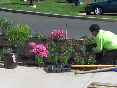 Verizon Plantings